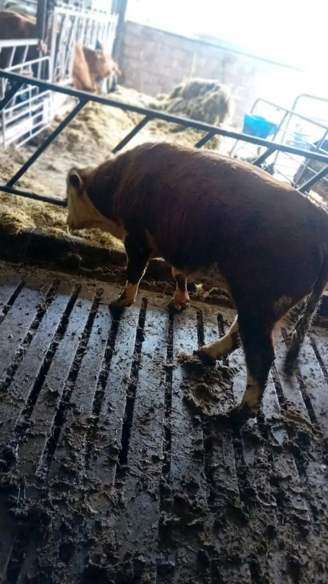 Pbnr Hereford bull. - Image 3