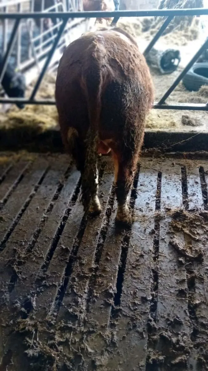 Pbnr Hereford bull. - Image 4