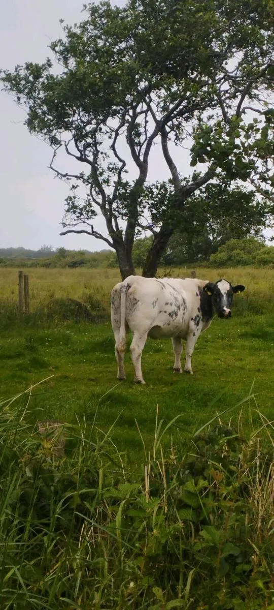 ⭐⭐Springer for sale⭐⭐ - Image 2