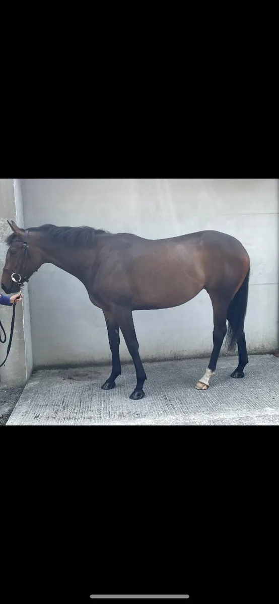 Thoroughbred Fillies - Image 1