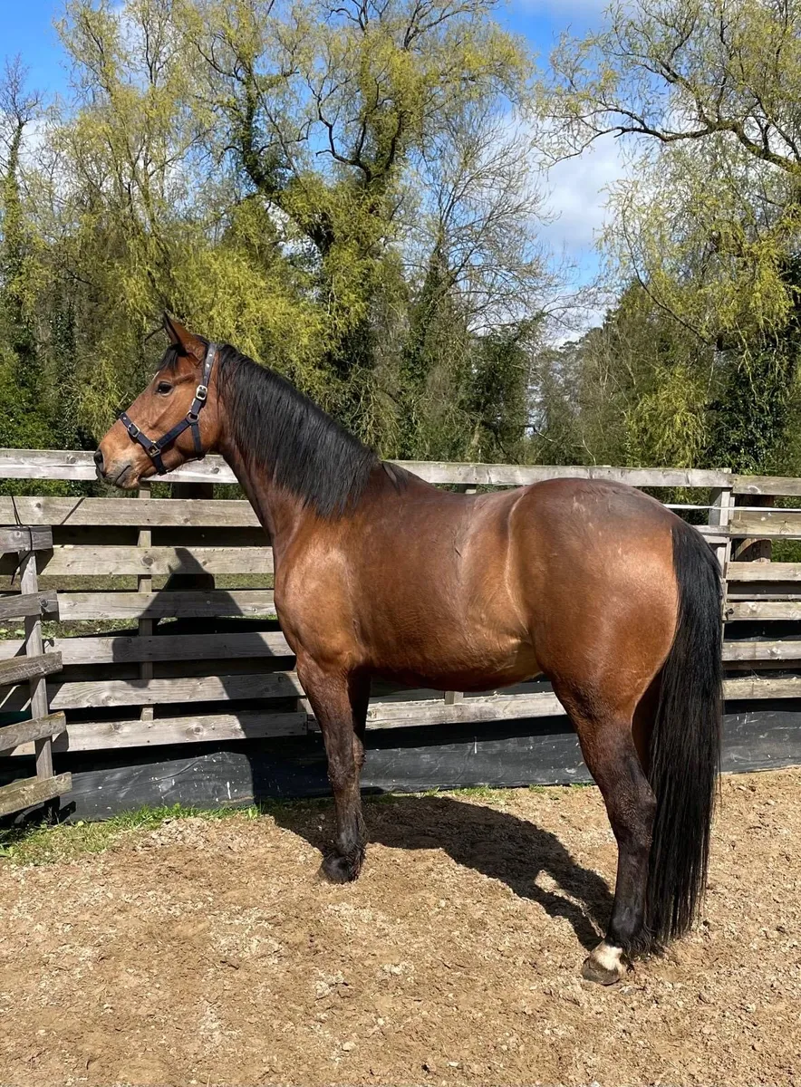 5 Year Old Filly by Vivant Van de Heffinck - Image 1