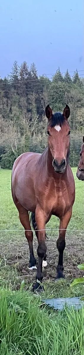5 Year Old Filly by Vivant Van de Heffinck - Image 2