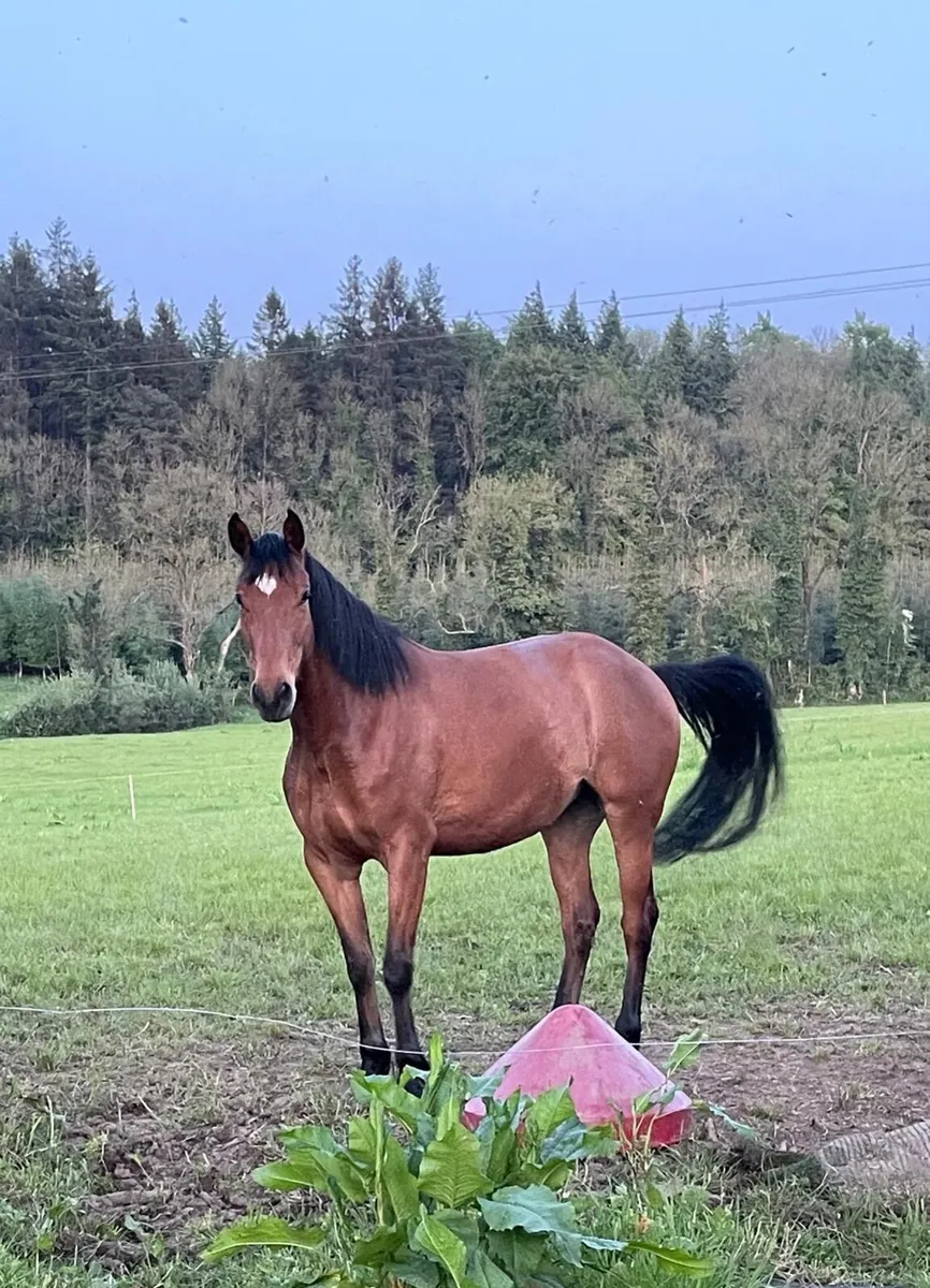 5 Year Old Filly by Vivant Van de Heffinck - Image 3