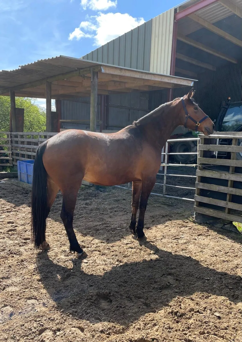 5 Year Old Filly by Vivant Van de Heffinck - Image 4
