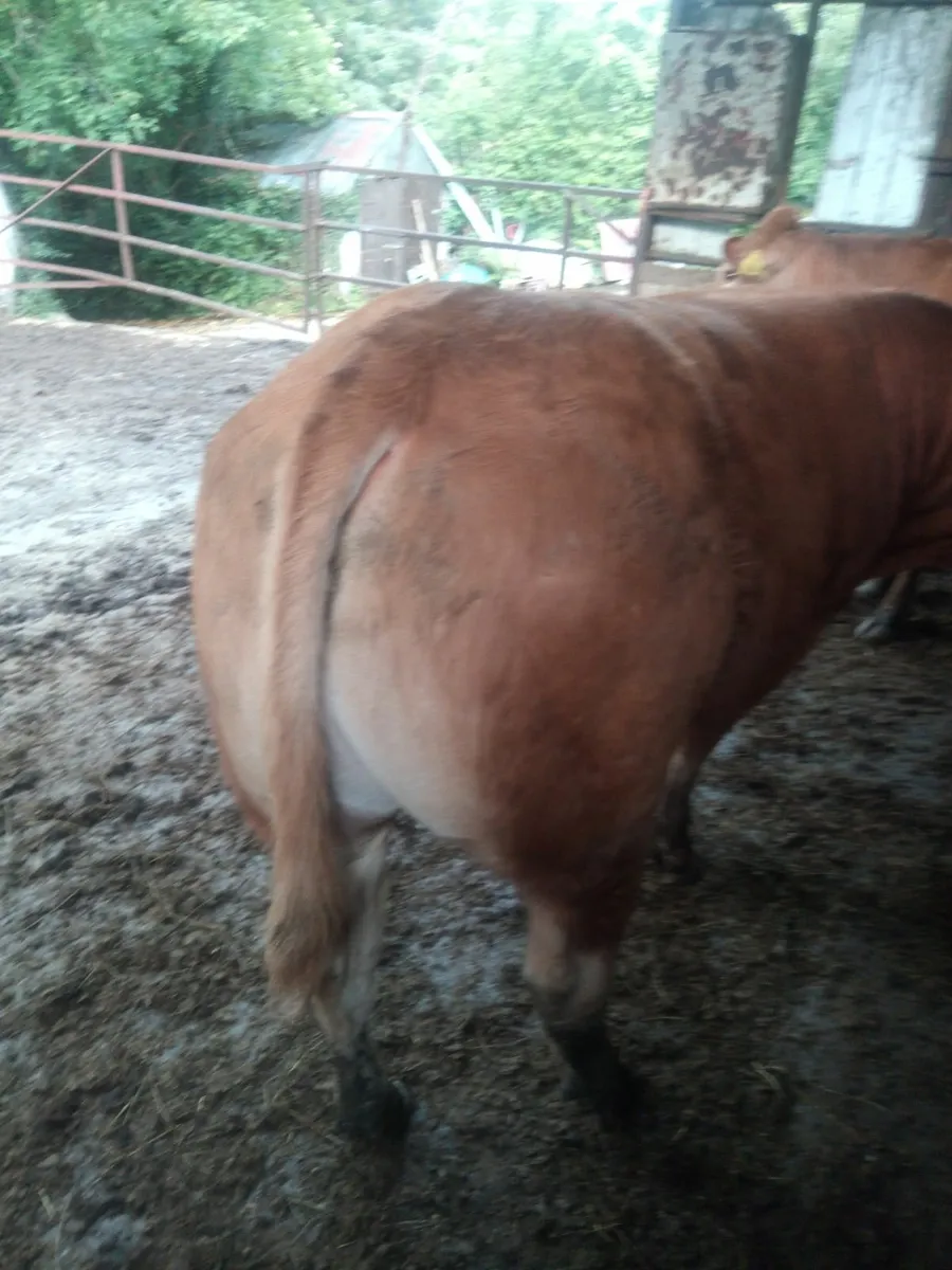 Bull - Image 2