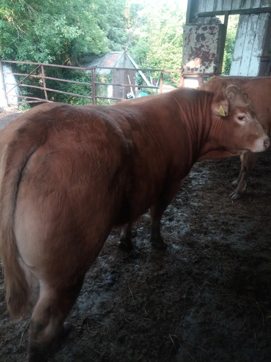 Bull - Image 3