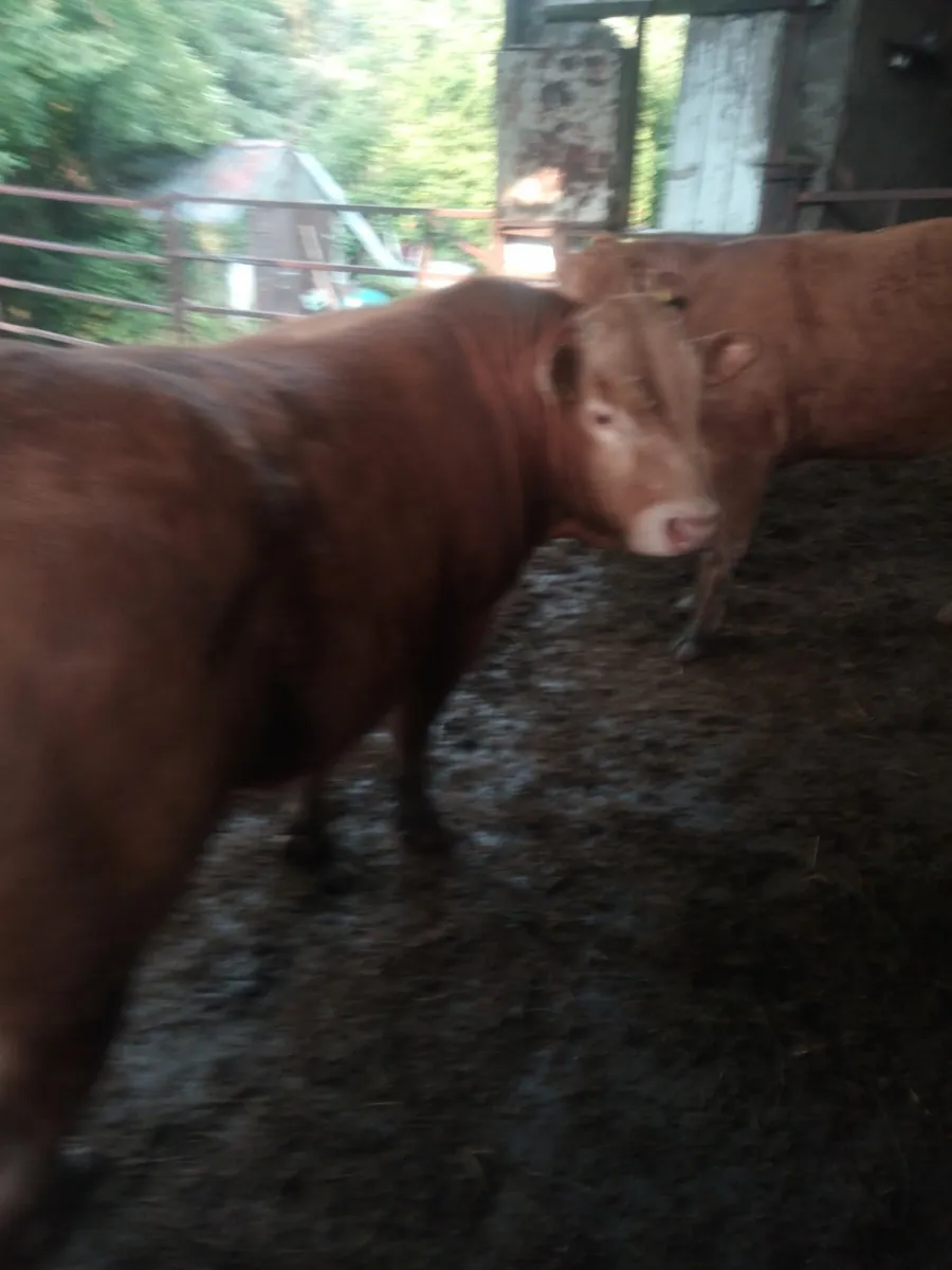 Bull - Image 4