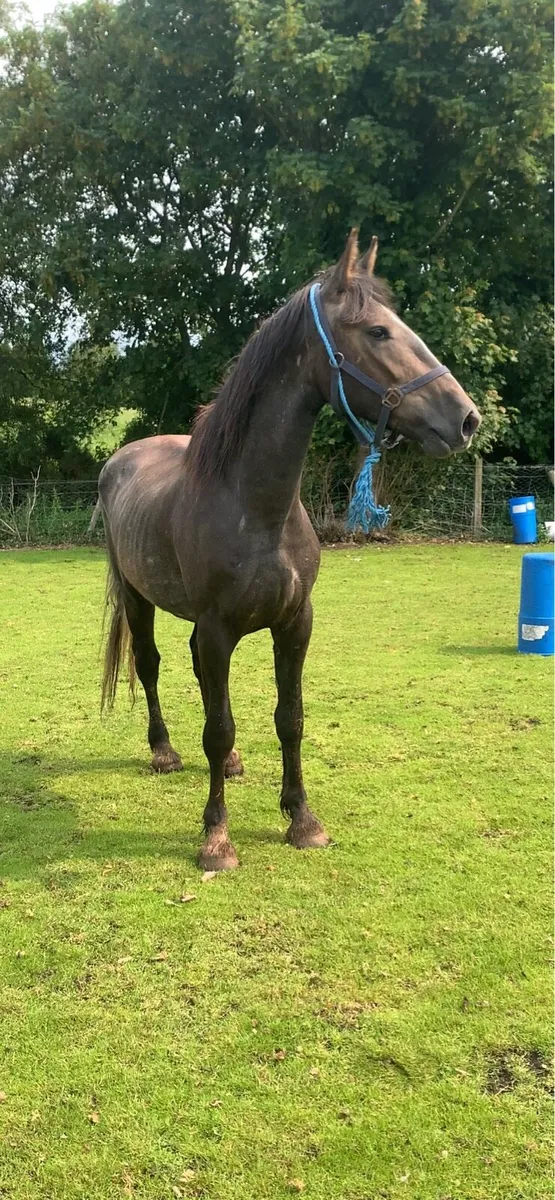 3 year old RID by C1 stallion - Image 1