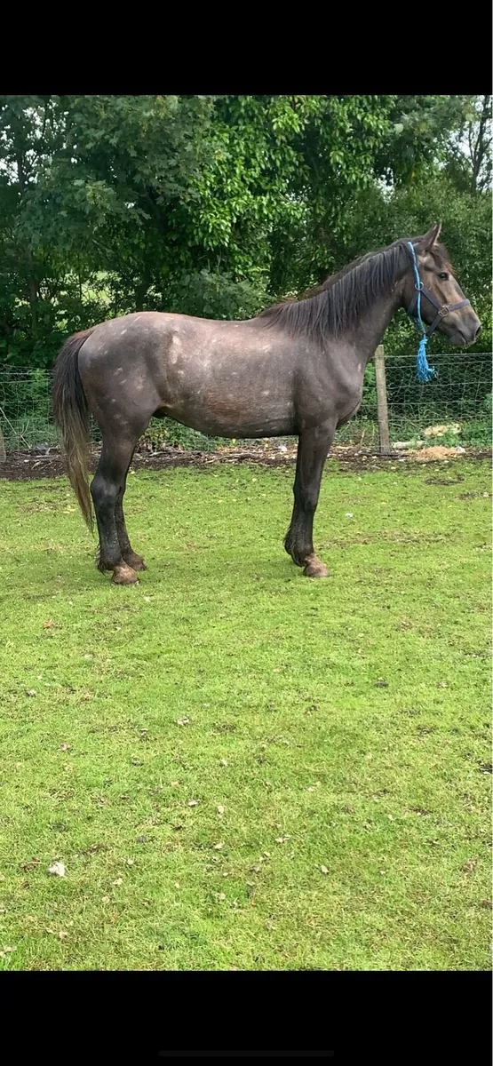 3 year old RID by C1 stallion - Image 2
