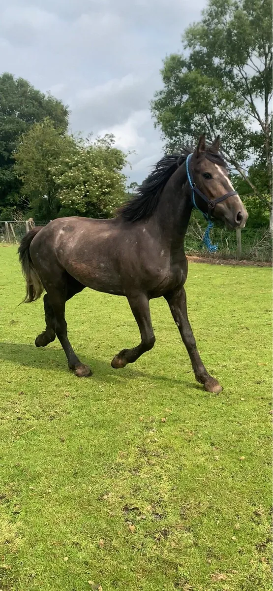3 year old RID by C1 stallion - Image 3