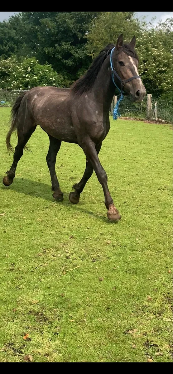 3 year old RID by C1 stallion - Image 4