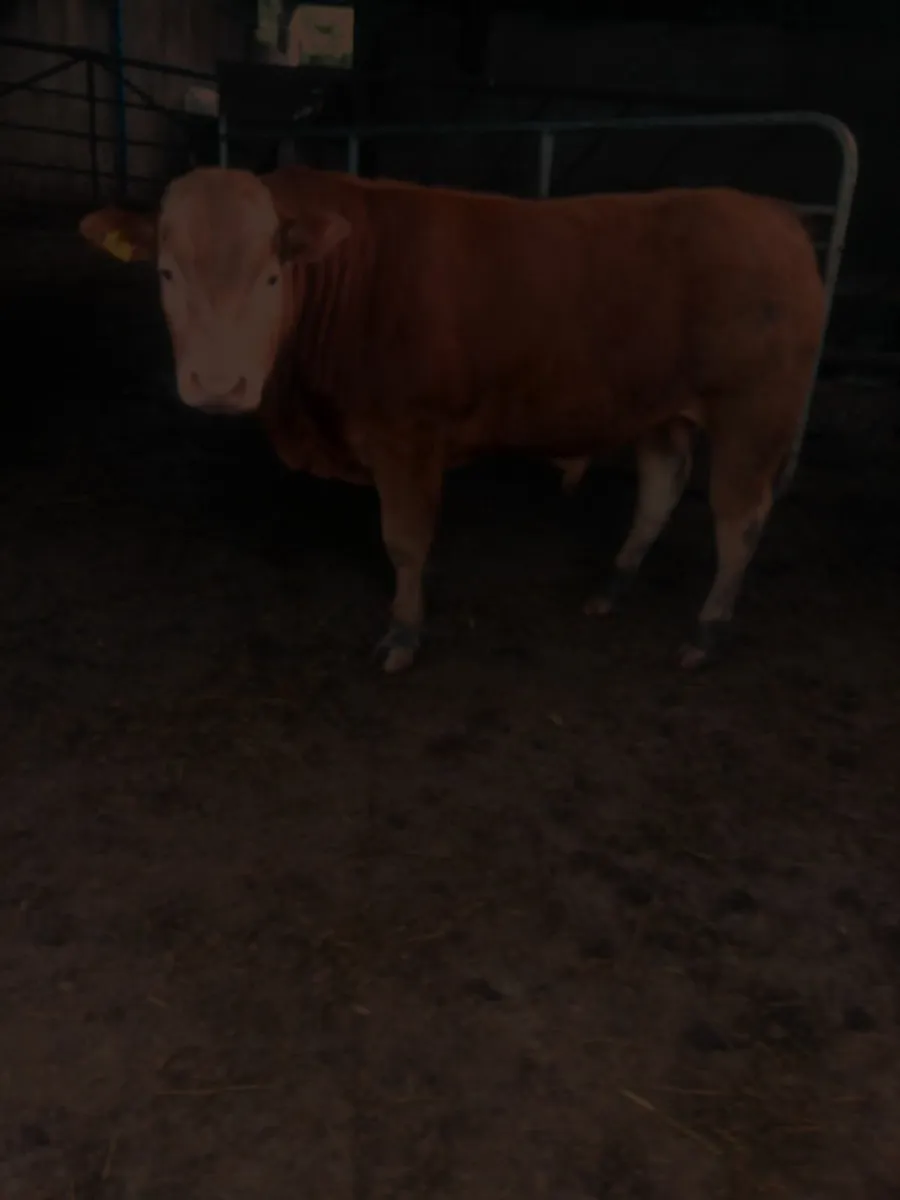 Bull - Image 1