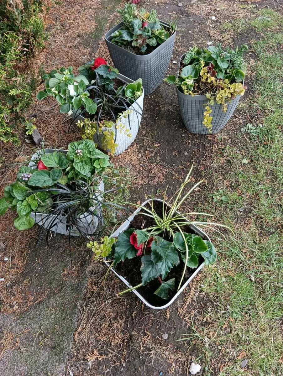 Pots all waiting to bloom 10 Each - Image 1