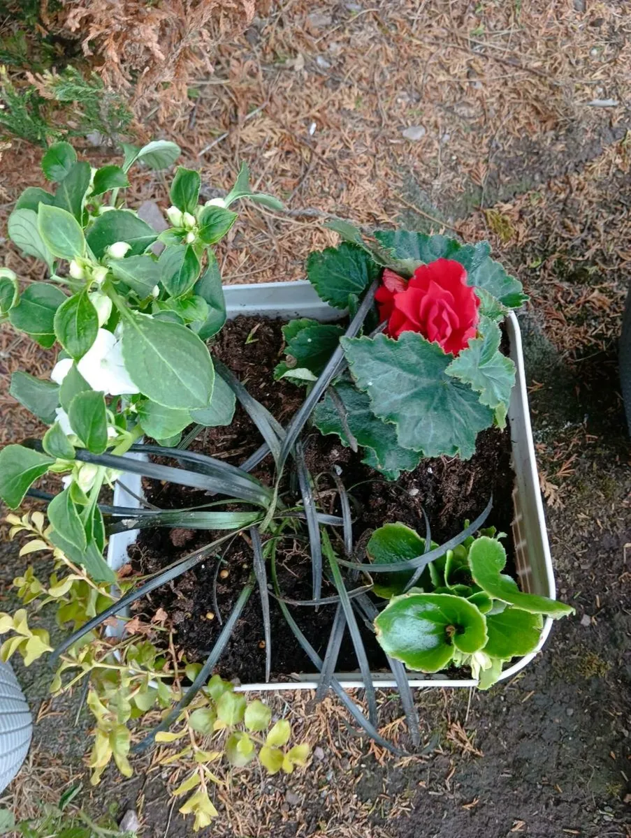 Pots all waiting to bloom 10 Each - Image 2