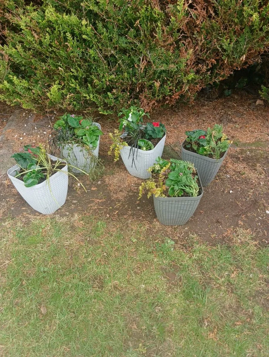 Pots all waiting to bloom 10 Each - Image 3