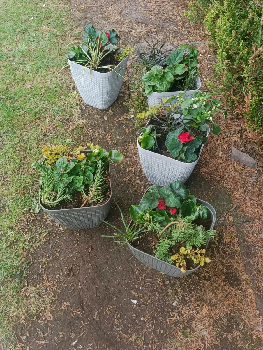 Pots all waiting to bloom 10 Each - Image 4