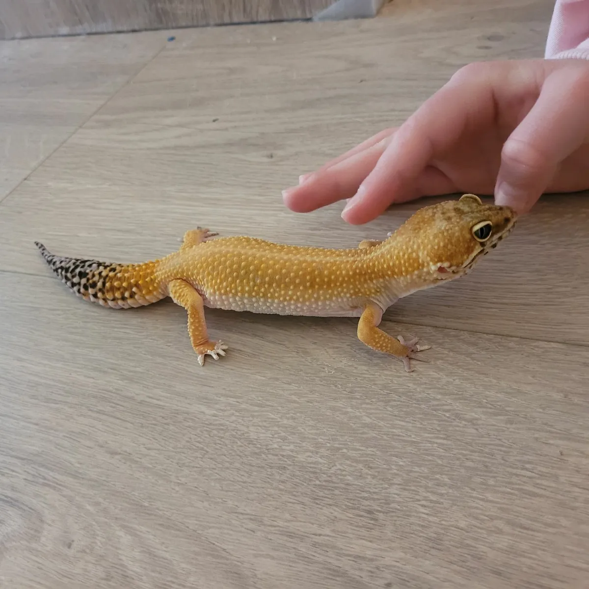 Lizard (leopard gecko) - Image 1