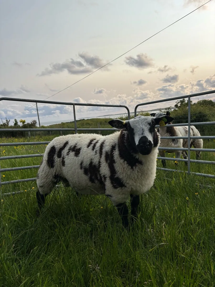 Pedigree Dutch spotted ram lambs - Image 1