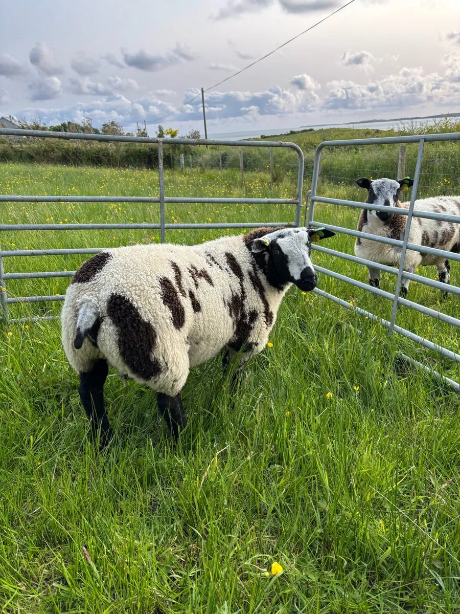 Pedigree Dutch spotted ram lambs - Image 2