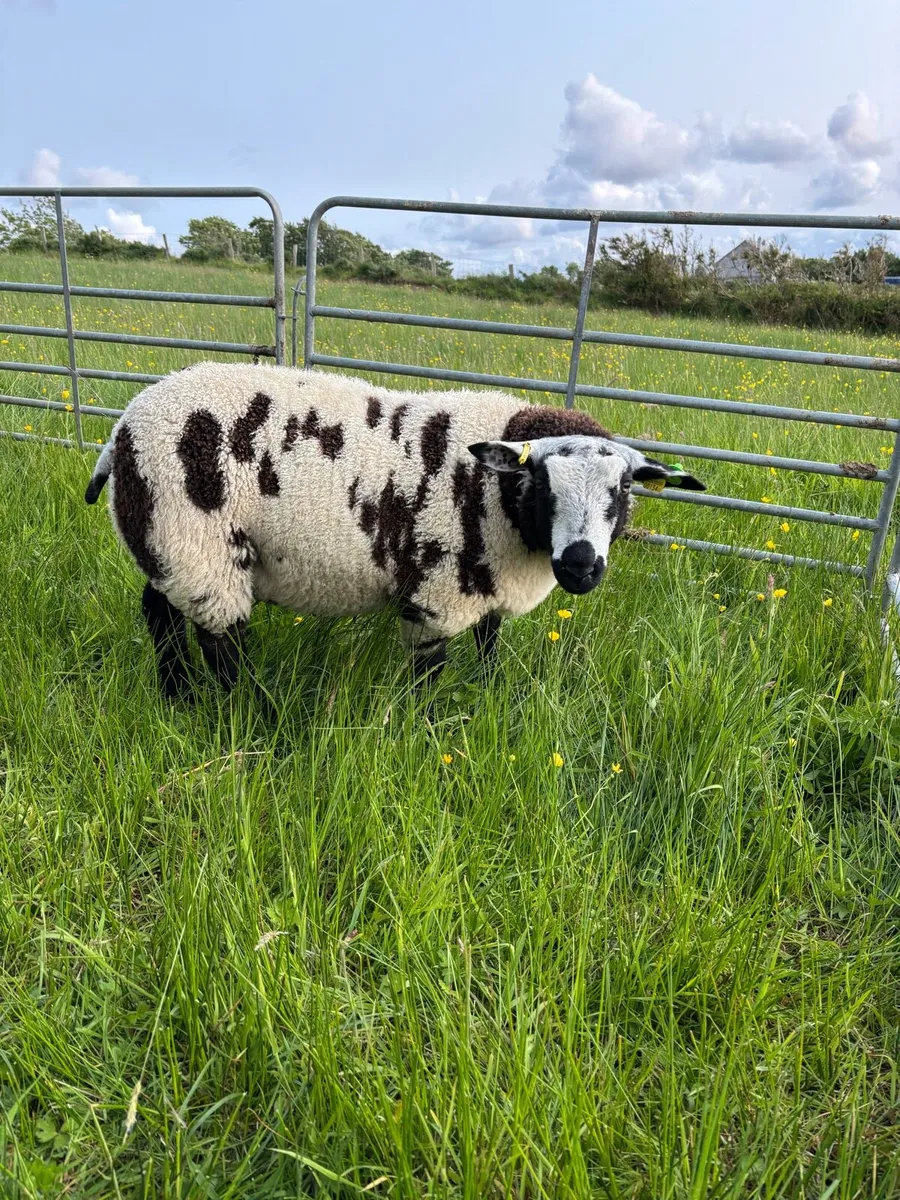 Pedigree Dutch spotted ram lambs - Image 3