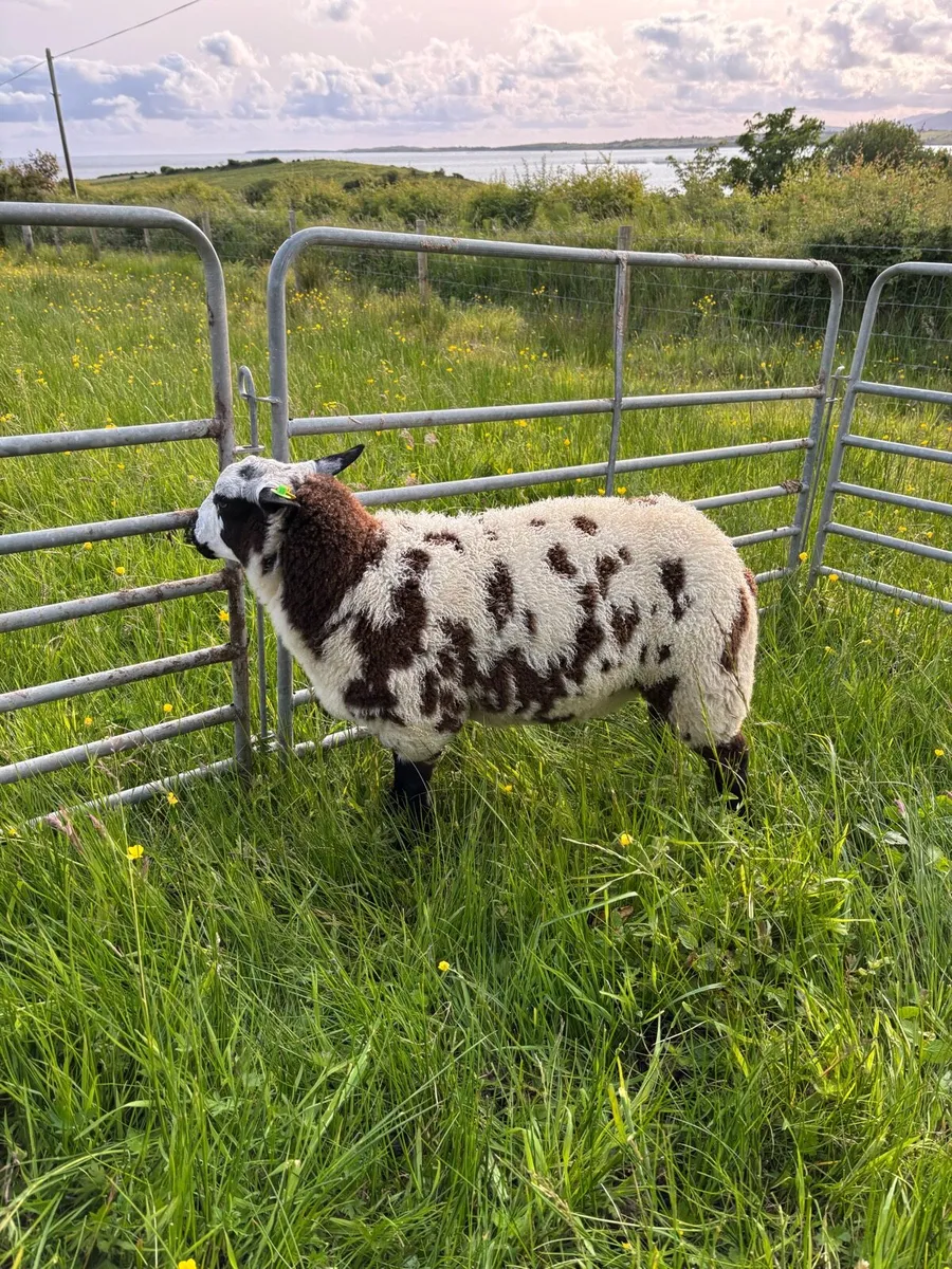 Pedigree Dutch spotted ram lambs - Image 4
