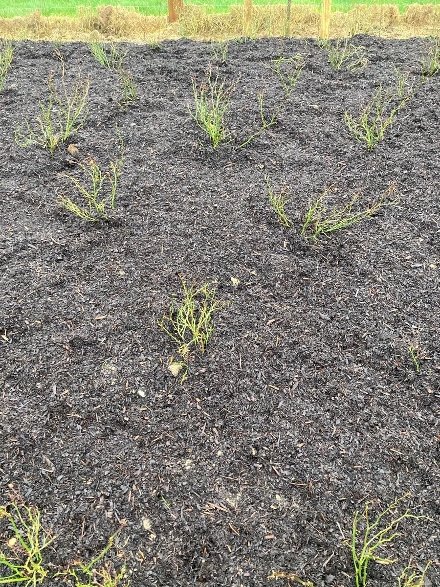 Bark mulch - Image 4