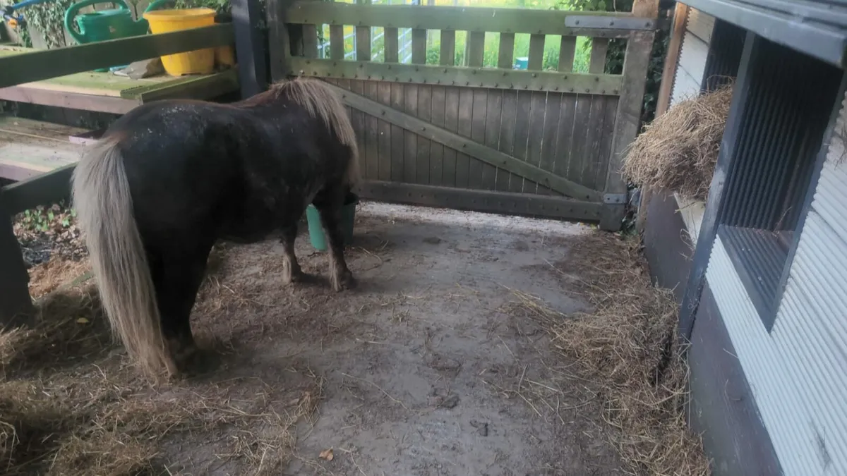 Miniature Horse - Image 1