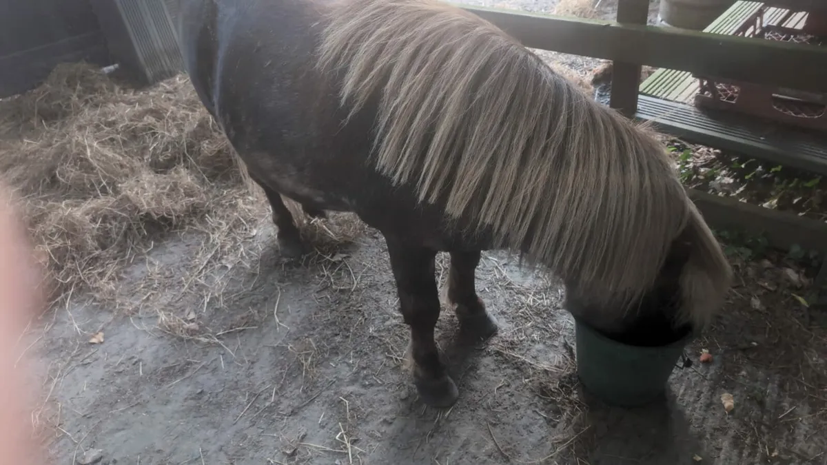 Miniature Horse - Image 2