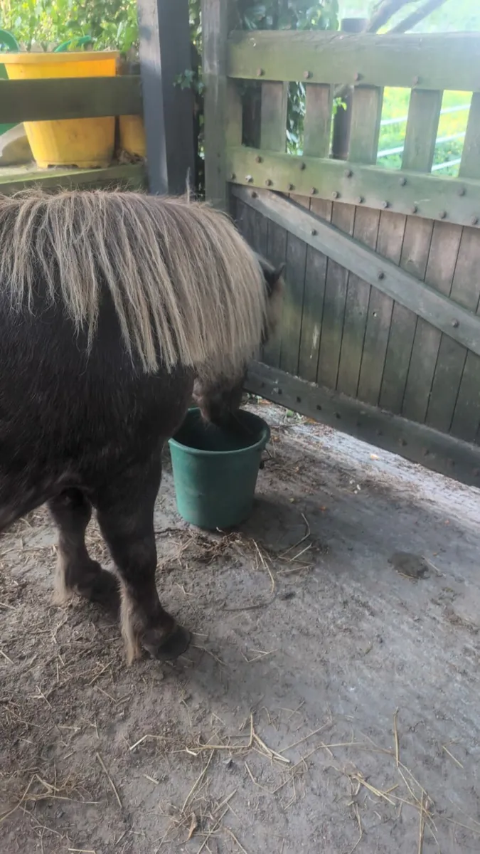 Miniature Horse - Image 3
