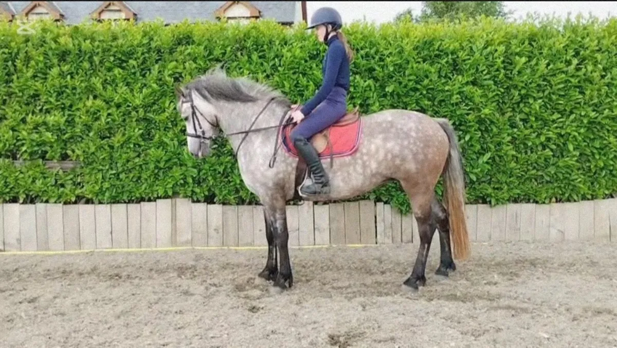 5yo Connemara pony - Image 1