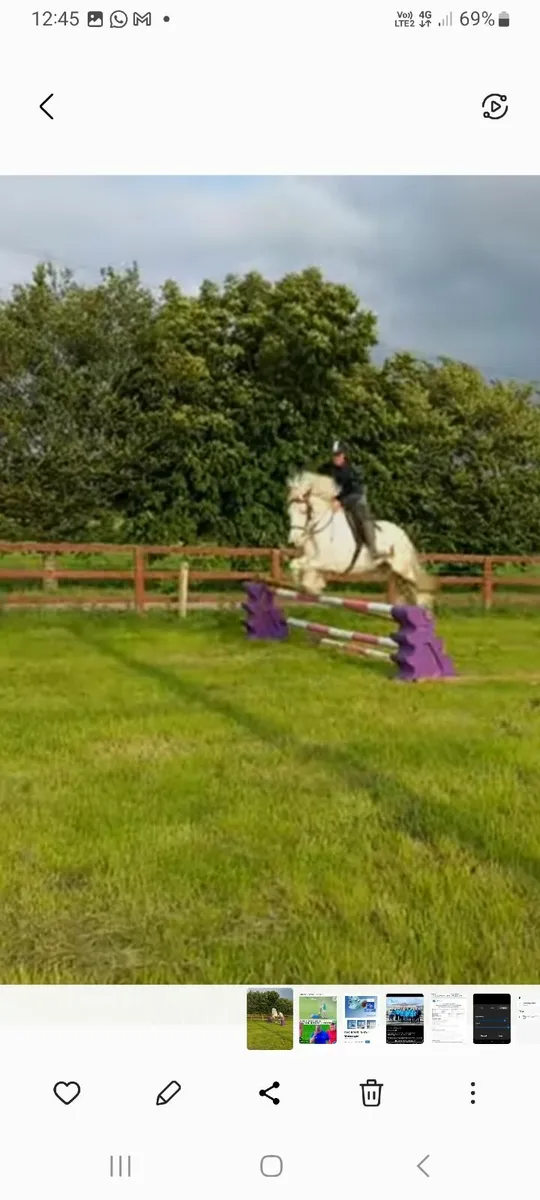 Horse - Image 1