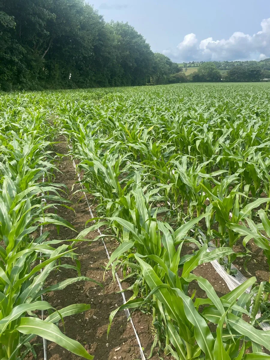 Growing maize for sale - Image 1
