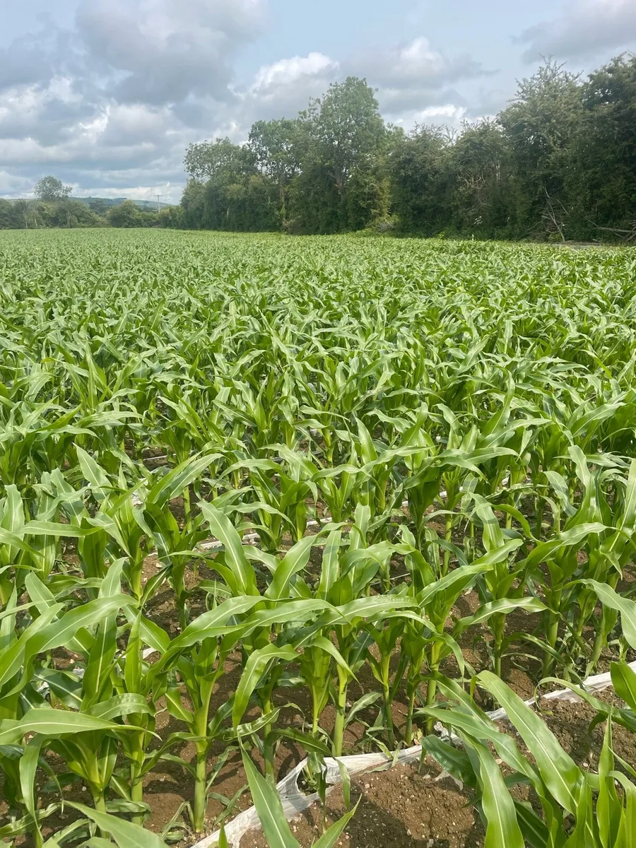 Growing maize for sale - Image 2