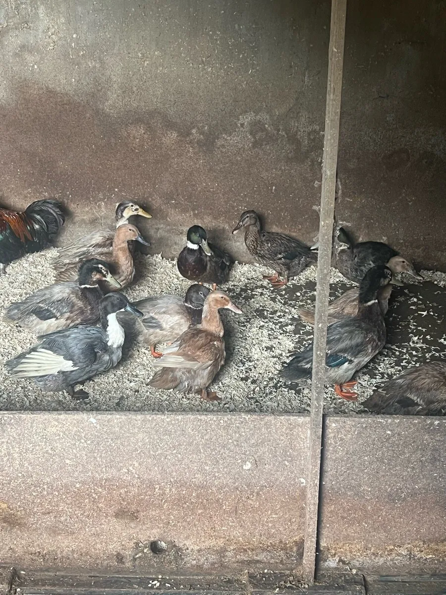 Duck pairs for sale - Image 1