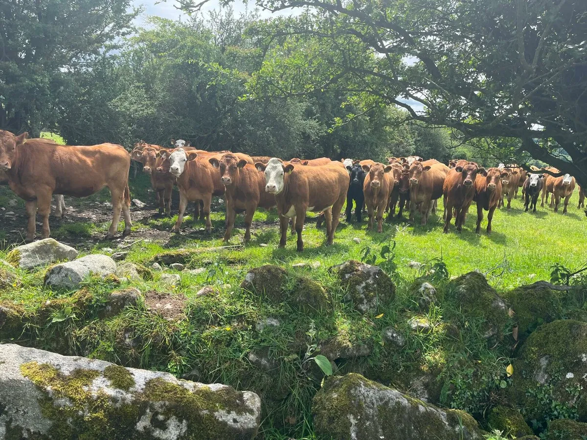 52 Bullocks and Heifers Enniscorthy Mart 10th June - Image 1
