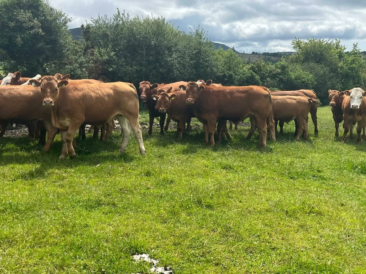 52 Bullocks and Heifers Enniscorthy Mart 10th June - Image 2