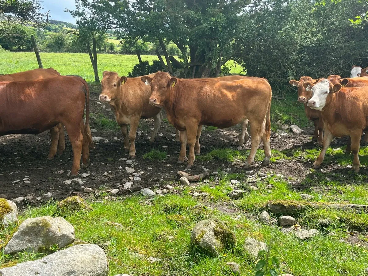 52 Bullocks and Heifers Enniscorthy Mart 10th June - Image 3