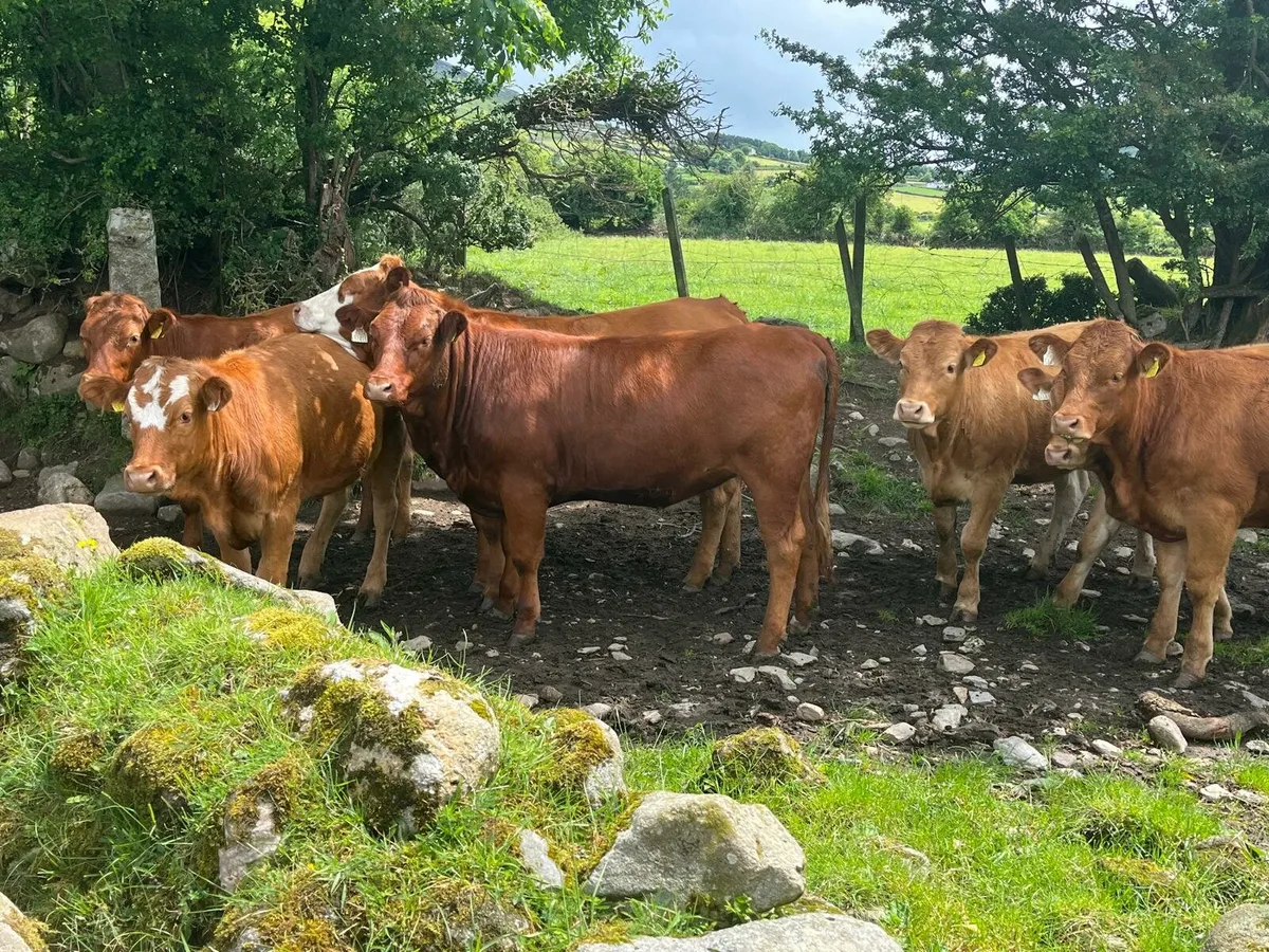 52 Bullocks and Heifers Enniscorthy Mart 10th June - Image 4