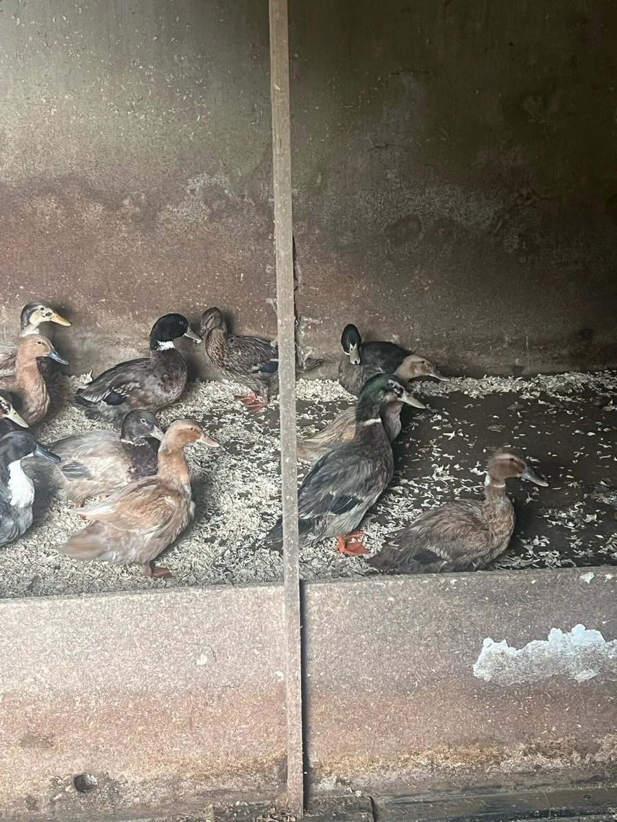 Duck pairs for sale - Image 2