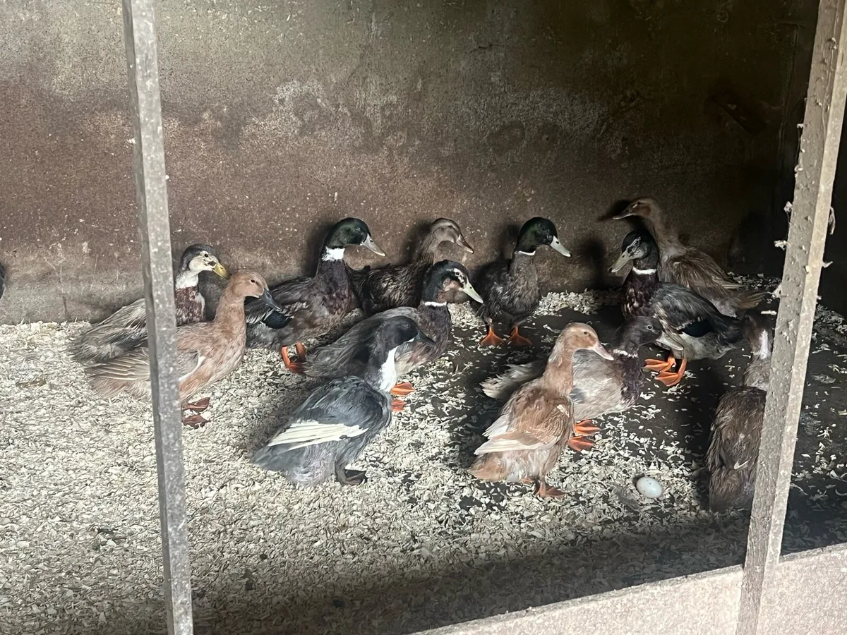 Duck pairs for sale - Image 3