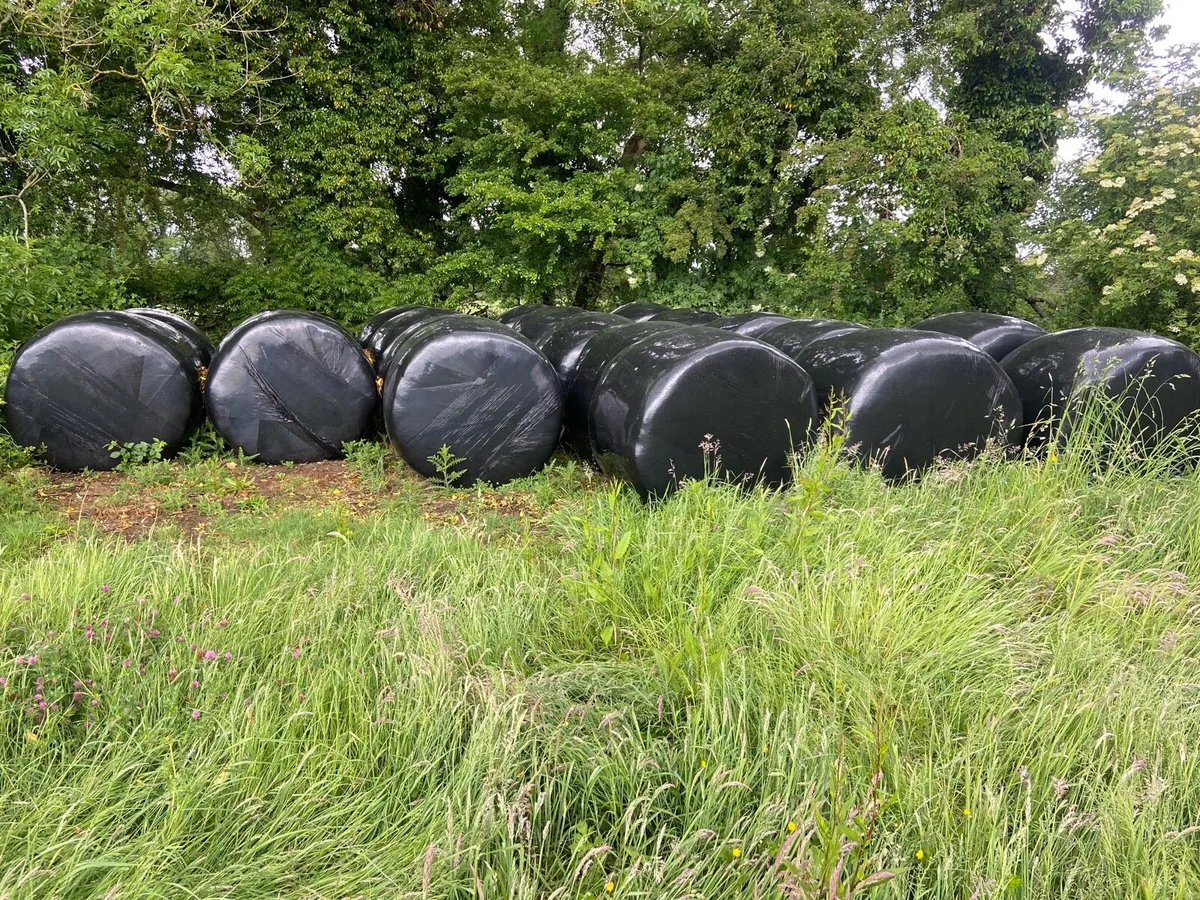 Haylage/silage - Image 2