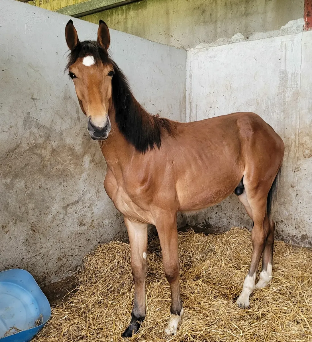 Chacoon Blue Yearling Colt - Image 4