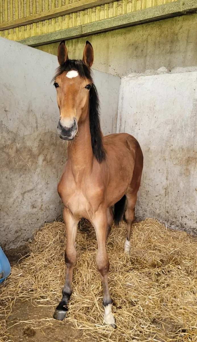 Chacoon Blue Yearling Colt - Image 3