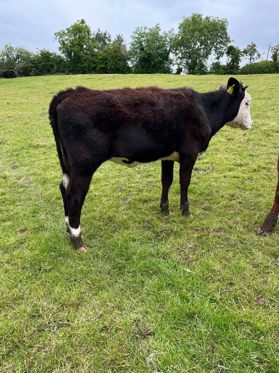 Weanling Heifers - Image 2