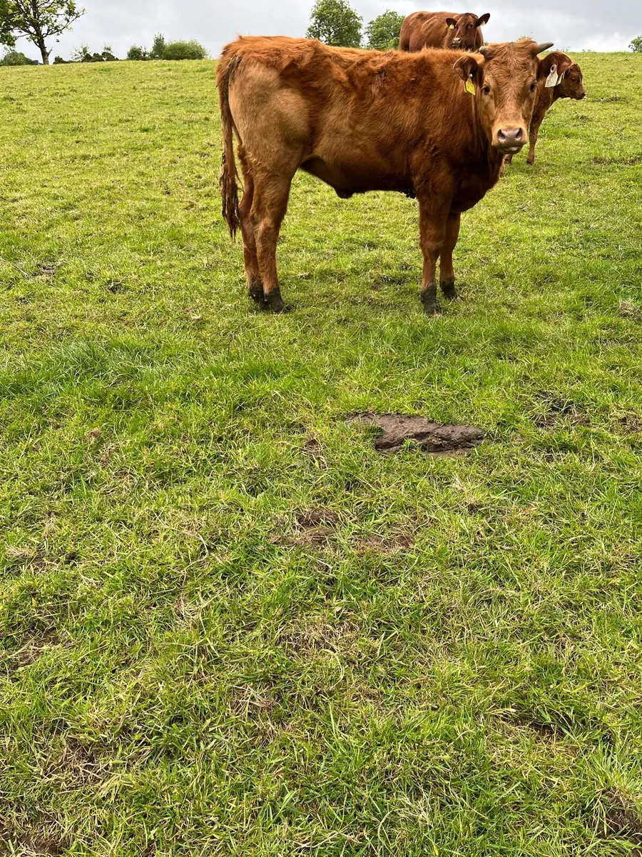 Weanling Heifers - Image 3