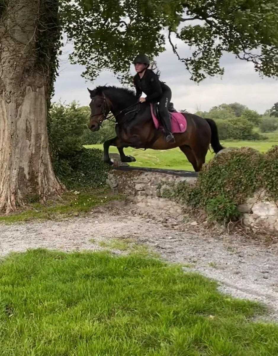 STUNNING 14.2 BAY GELDING - Image 1