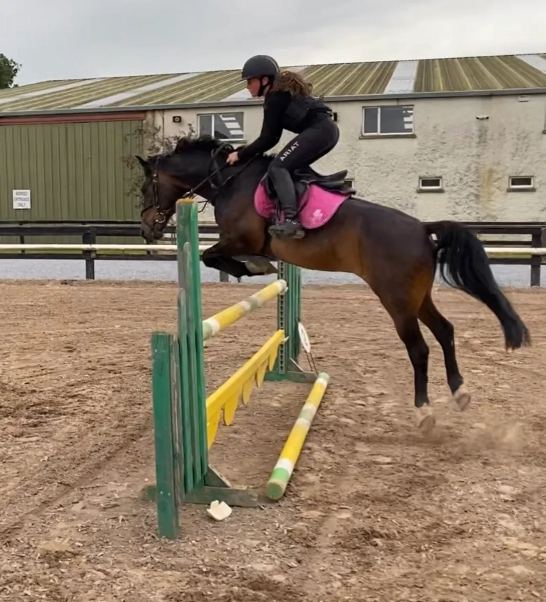STUNNING 14.2 BAY GELDING - Image 2