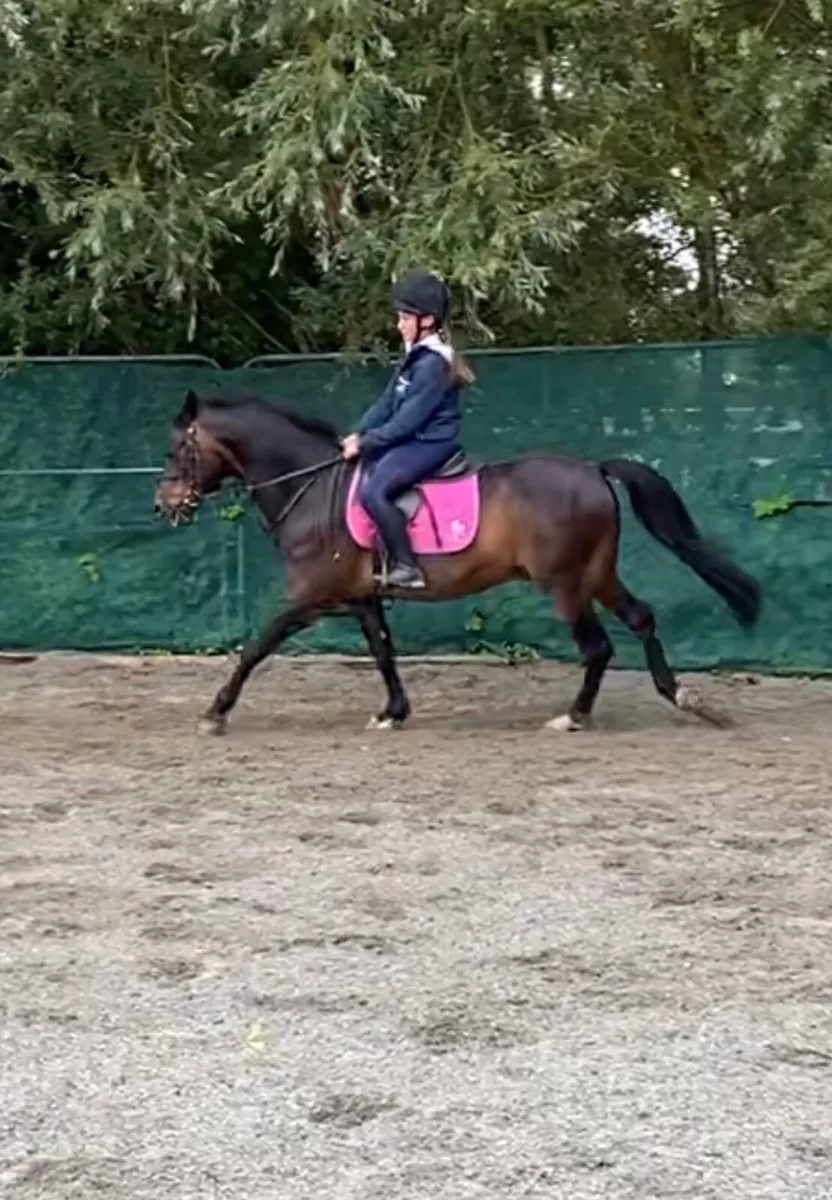 STUNNING 14.2 BAY GELDING - Image 3