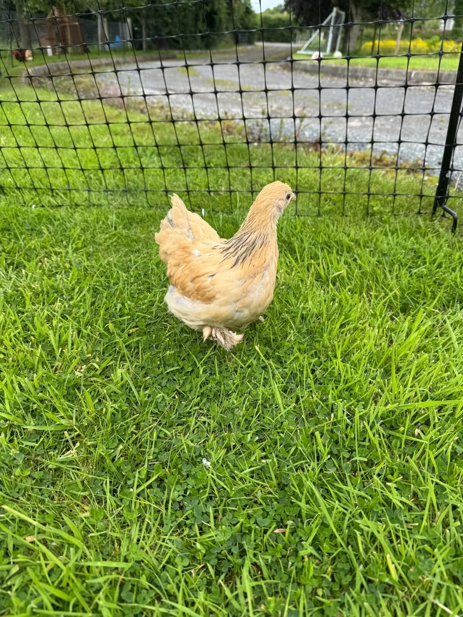 Chickens - Image 1