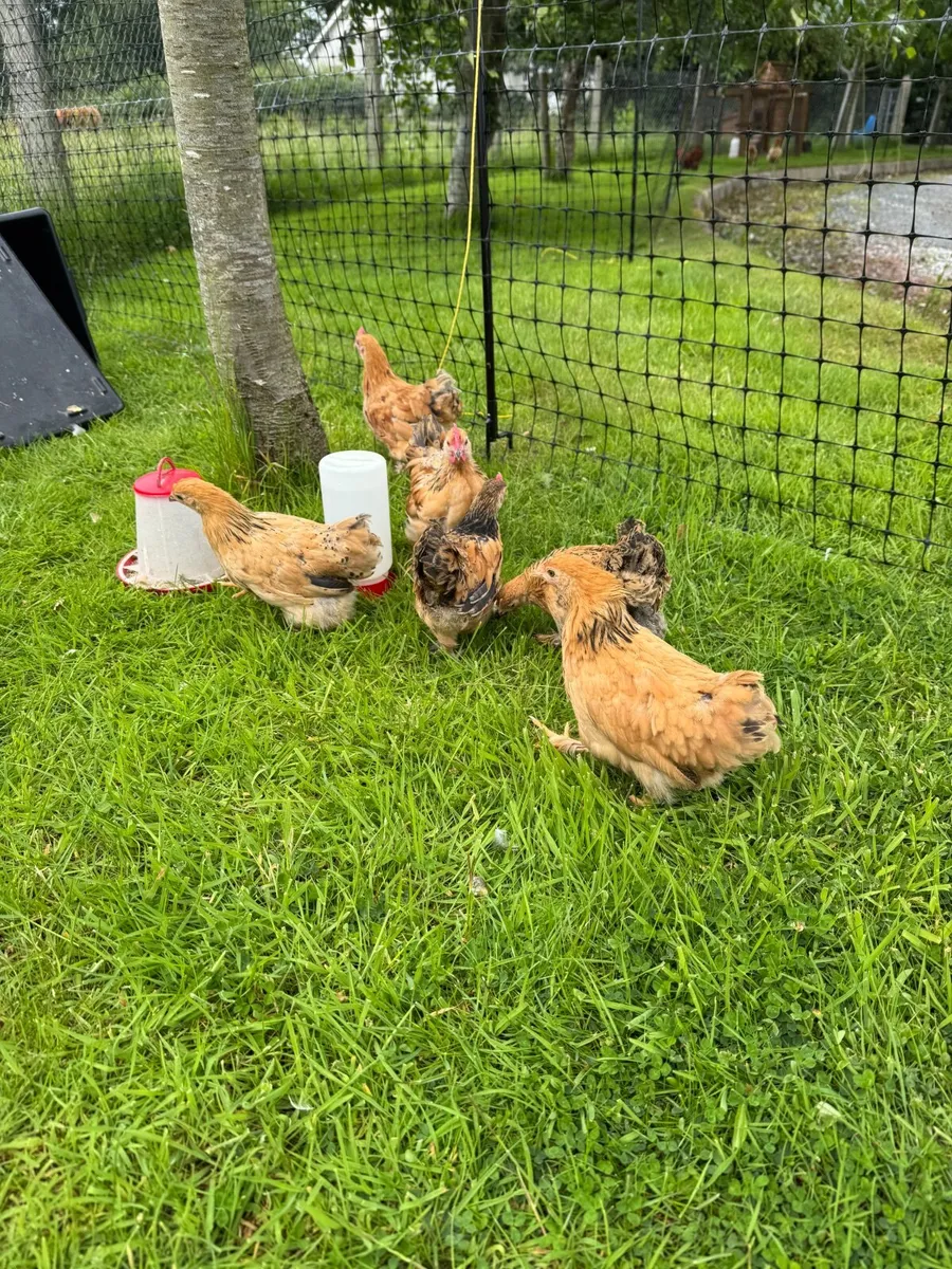 Chickens - Image 2
